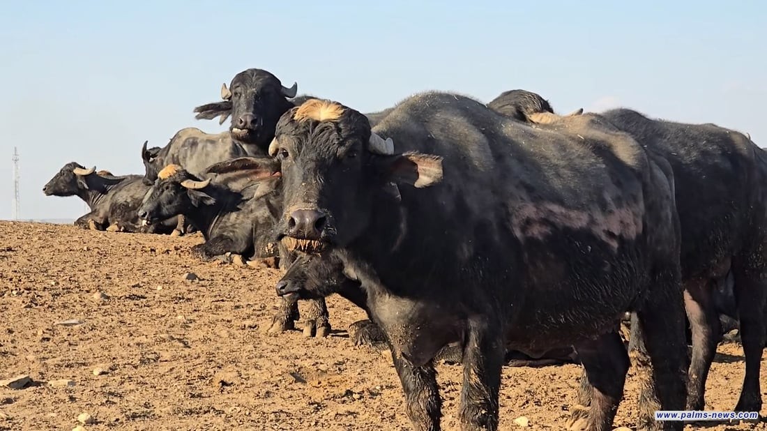 مطالبة نيابية بتعويض المتضررين من انتشار الحمى القلاعية